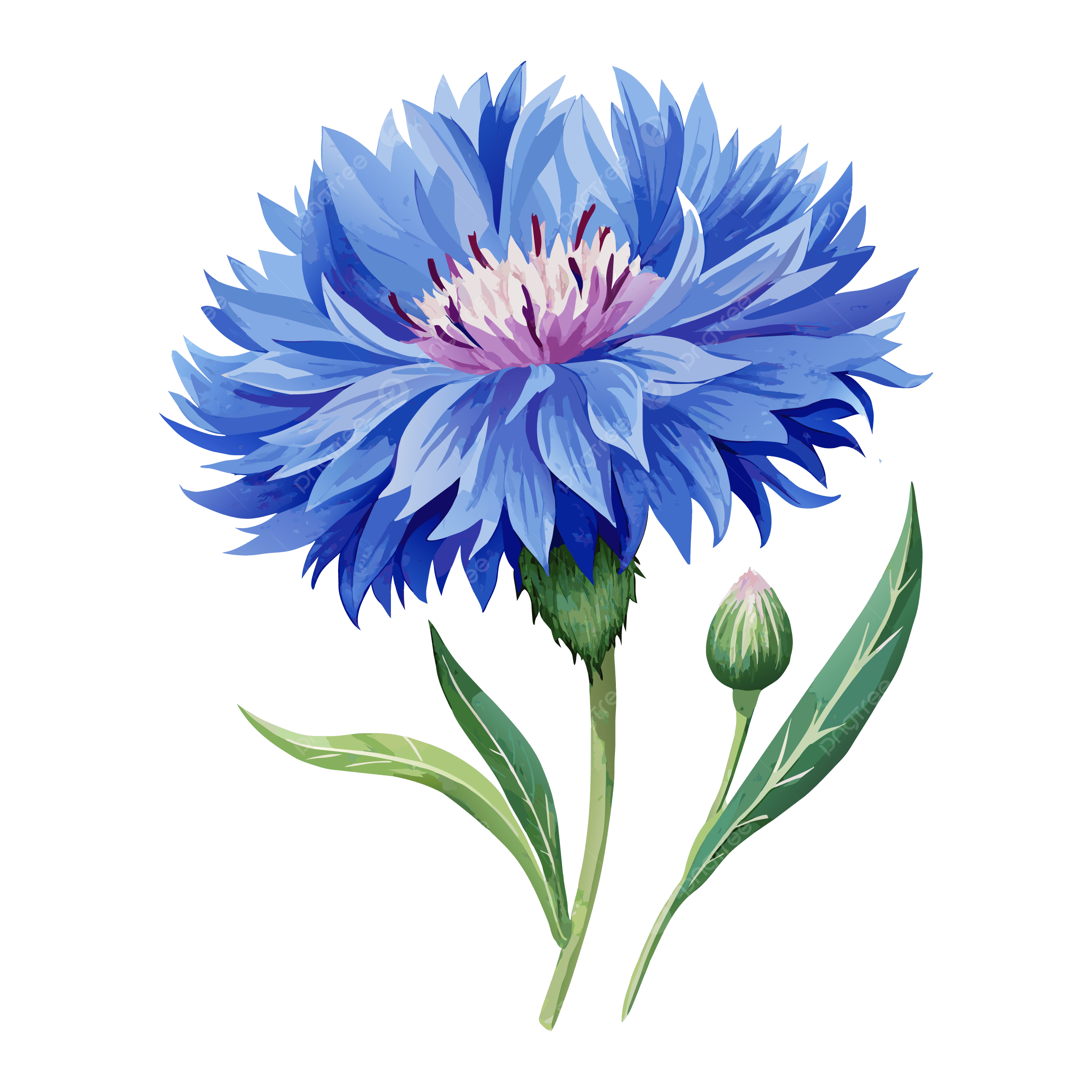 Blue Corn Flower